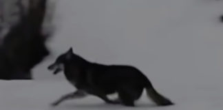 Фото: Youtube printscreen