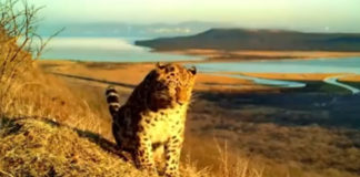 Фото: Facebook video printscreen