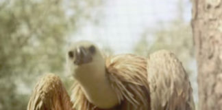 Фото: Youtube printscreen