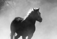 Фото: Pixabay