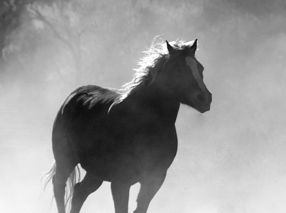Фото: Pixabay Фото: Pixabay