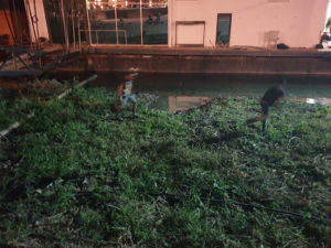 Фото: srpskadesnica.rs