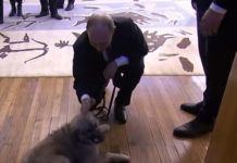 КАДА ПОКЛОН ИЗ СРБИЈЕ ПОСТАНЕ ВИШЕ ОД ТОГА: Паша је постао Путинов омиљени љубимац! (ВИДЕО) Фото: Youtube printscreen