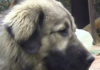 Фото: Youtube printscreen