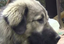 Фото: Youtube printscreen