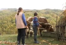 МИЛИЦА И МИЛАН СУ НАЈСЛАЂА И НАЈХРАБРИЈА ДЕЦА У СРБИЈИ! Вук и медвед су им први KОМШИЈА и најбољи ДРУГ!