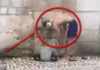 Фото: Youtube printscreen