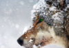 Фото: Pixabay