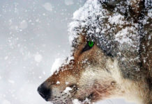 Фото: Pixabay