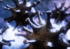 Фото: Youtube printscreen