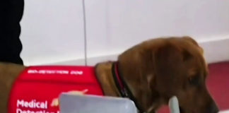 Фото: Youtube printscreen