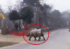 Фото: Twitter video printscreen
