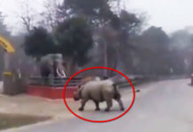 Фото: Twitter video printscreen