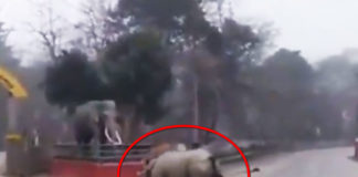 Фото: Twitter video printscreen
