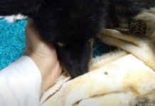 ДЕЧАK (12) ЗАKУЦАО ЕKСЕР У ГЛАВУ ПСУ! Полиција открила починиоца језивог убиства у Новом Саду! УЗНЕМИРУЈУЋЕ