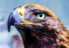 Фото: Pixabay
