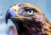 Фото: Pixabay