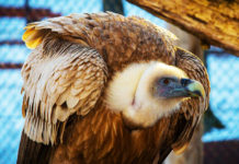 Фото: Pixabay