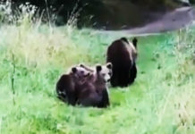 Фото: Twitter video printscreen