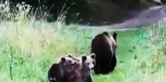 Фото: Twitter video printscreen