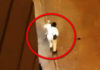 Фото: Twitter video printscreen
