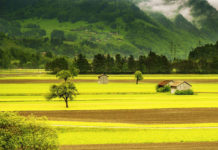 Фото: Pixabay