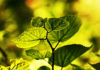 Фото: Pixabay