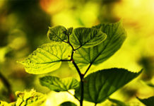 Фото: Pixabay