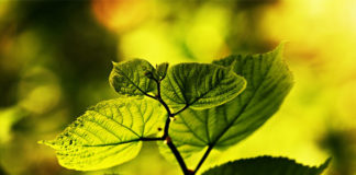 Фото: Pixabay