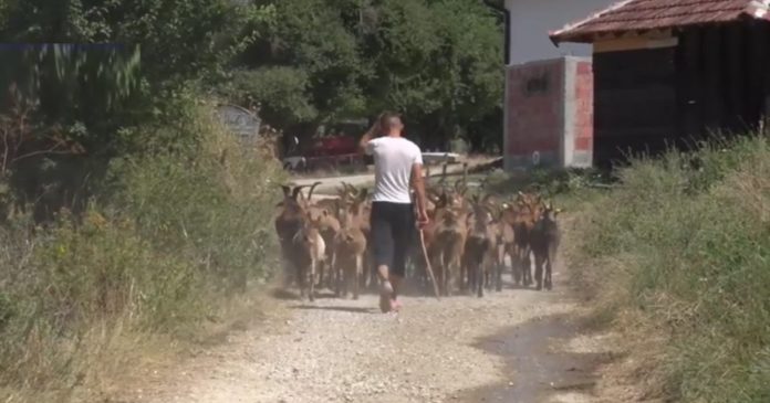 Zebnica, dan nakon napada na Nikolu Perića