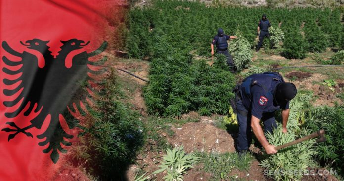 Cannabis-in-Albania-1-scaled